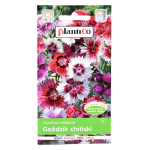 GOŹDZIK CHIŃSKI MIX - nasiona PlantiCo 1g