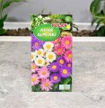 Aster alpejski nasiona Polan - 2.JPG