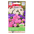 Aster karłowy mix nasiona Plantico - 1.png
