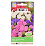 ASTER chiński KARŁOWY PEONIOWY MIX - nasiona PlantiCo 1g