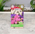 Aster karłowy mix nasiona Plantico - 2.JPG