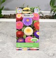 Aster pomponowy mix nasiona Plantico 2.JPG