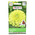 Cynia Envy nasiona Plantico - 1.png