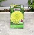 Cynia Envy nasiona Plantico - 2.JPG