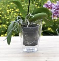 Doniczka Coubi Orchid 13cm przeźroczysta - zastosowanie 1.JPG