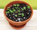 PERLIT ogrodniczy Agro-Perlit naturalne podłoże 10L