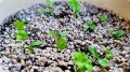 PERLIT ogrodniczy Agro-Perlit naturalne podłoże 10L