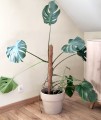 Palik kokosowy 80cm z monsterą 1.jpg