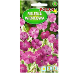 Firletka wieńcowa amarantowa - bylina na rabaty - nasiona Polan 0,5g