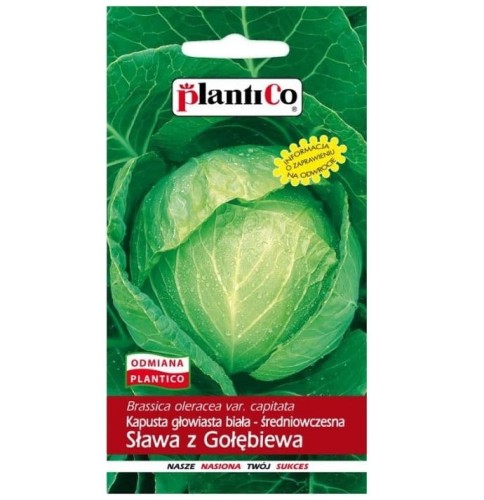 Kapusta wczesna SŁAWA Z GOŁĘBIEWA nasiona 2g