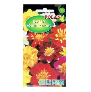 Dalia kołnierzykowa - mix kolorów - nasiona kwiatów Polan 2g