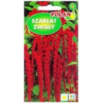 SZARŁAT ZWISŁY ogrodowy czerwony Amaranthus caudatus - nasiona Polan 2g