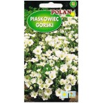 PIASKOWIEC GÓRSKI BIAŁY nasiona kwiatów Polan 0,1g