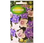 ROZWAR wielkokwiatowy Platycodon MIX nasiona 0,2g