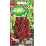 SZARŁAT WIECHOWATY czerwony RED FOX - nasiona kwiatów Polan 2g
