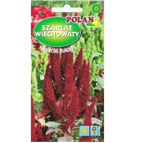 SZARŁAT WIECHOWATY czerwony RED FOX nasiona 2g