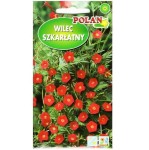 WILEC SZKARŁATNY Ipomea Powój czerwony nasiona 1g