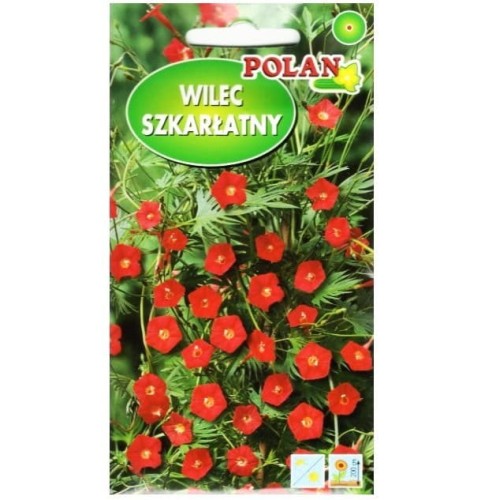 WILEC SZKARŁATNY Ipomea czerwony nasiona Polan 1g