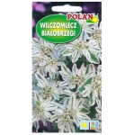 WILCZOMLECZ BIAŁOBRZEGI Euphorbia nasiona Polan 1g