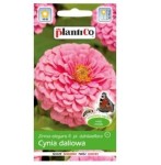 CYNIA wytworna daliowa RÓŻOWA nasiona kwiatów 1g