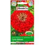 CYNIA wytworna daliowa CZERWONA JOWITA - nasiona kwiatów Plantico 1g