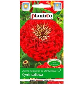 CYNIA wytworna daliowa CZERWONA JOWITA - nasiona kwiatów Plantico 1g