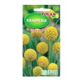 KRASPEDIA żółta na suche bukiety nasiona 0.1g