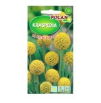 KRASPEDIA KULISTA ŻÓŁTA nasiona Polan 0,1g - kwiaty na susz, suche bukiety
