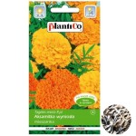 AKSAMITKA wyniosła MIESZANKA kolorów nasiona 1g