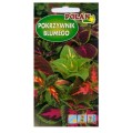POKRZYWNIK BLUMEGO Koleus MIESZANKA nasiona
