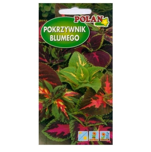 POKRZYWNIK BLUMEGO Koleus MIESZANKA nasiona