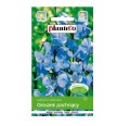 GROSZEK pachnący NIEBIESKI nasiona kwiatów 2g