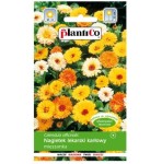 NAGIETEK lekarski KARŁOWY MIX kolorów nasiona 2g