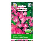 GROSZEK pachnący RÓŻOWY pnący nasiona kwiatów 2g