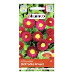 STOKROTKA TRWAŁA CZERWONA - kwiaty półpełne - nasiona Plantico 0,1g