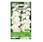 LEWKONIA letnia BIAŁA Opal nasiona kwiatów 0,5g
