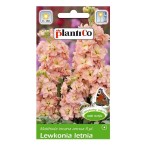LEWKONIA letnia ŁOSOSIOWA Bara nasiona kwiatów 0,5g