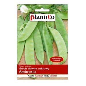 Groch siewny cukrowy AMBROSIA nasiona 40g