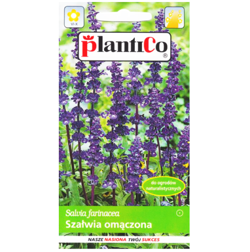 SZAŁWIA OMĄCZONA fioletowa nasiona kwiatów 0,2g