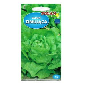 Sałata zimująca Zina - głowiasta masłowa wczesna - nasiona Polan 1g