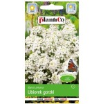 Ubiorek gorzki biały - Iberis amara, jednoroczny - nasiona Plantico 2g