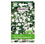 GIPSÓWKA wytworna BIAŁA nasiona kwiatów 1g