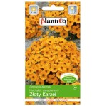 Nachyłek barwierski Złoty Karzeł - Coreopsis - nasiona PlantiCo 1g