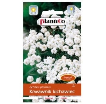 KRWAWNIK KICHAWIEC BIAŁY nasiona kwiatów 0,3g