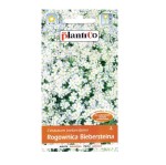 Rogownica biebersteina biała - Cerastium - nasiona PlantiCo 0,3g