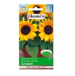Słonecznik ozdobny Sunspot - żółty niski doniczkowy - nasiona PlantiCo 2g