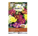 PIERWIOSNEK WYNIOSŁY MIX, prymula - nasiona kwiatów Plantico 0,2g