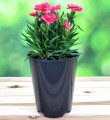 Doniczka produkcyjna DO RÓŻ wysoka okrągła 11cm 1L