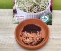 BROKUŁ nasiona na KIEŁKI mikrolistki Plantico 10g