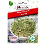 LUCERNA siewna alfalfa, nasiona na kiełki 20g